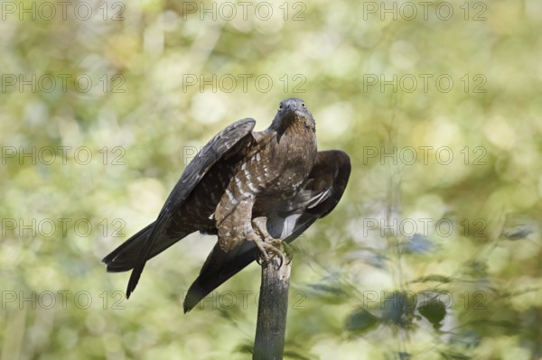 Honey buzzard (Pernis apivorus), Bavaria, Germany