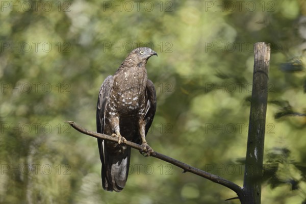 Honey buzzard (Pernis apivorus), Bavaria, Germany