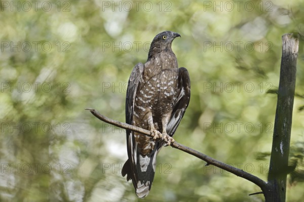 Honey buzzard (Pernis apivorus), Bavaria, Germany