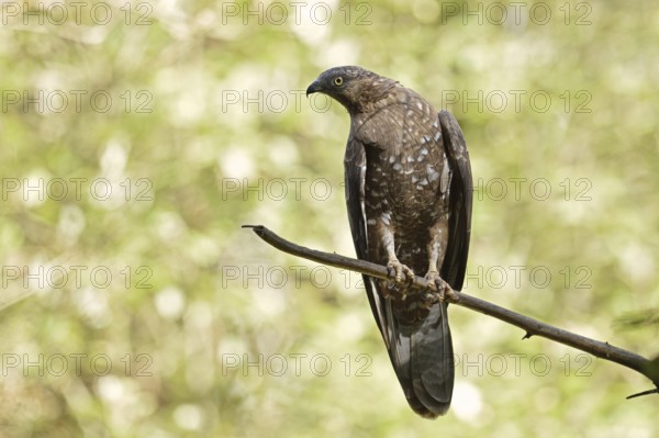 Honey buzzard (Pernis apivorus), Bavaria, Germany