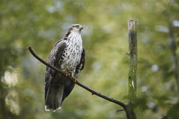 Honey buzzard (Pernis apivorus), Bavaria, Germany