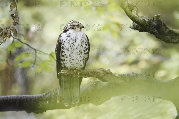 Honey buzzard (Pernis apivorus) sitting on a branch, Bavaria, Germany