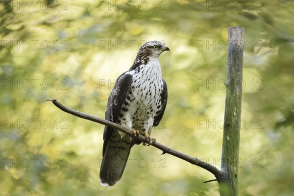 Honey buzzard (Pernis apivorus), Bavaria, Germany