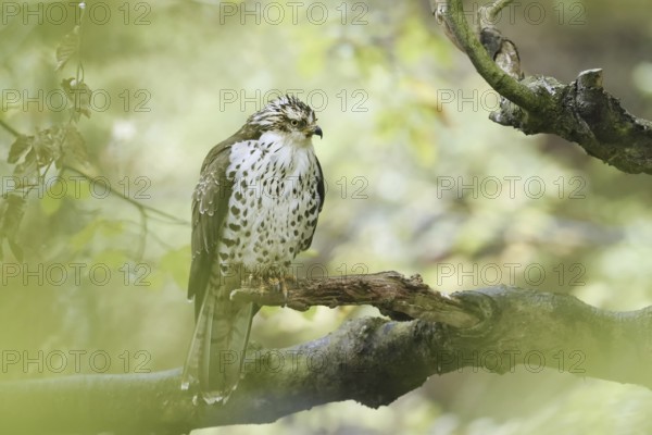 Honey buzzard (Pernis apivorus) sitting on a branch, Bavaria, Germany