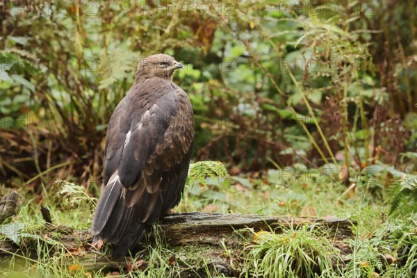 Lesser spotted eagle or Pomeranian eagle (Clanga pomarina, Aquila pomarina), Germany