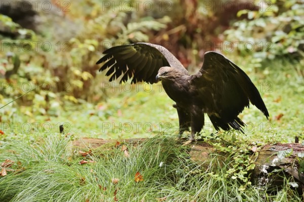 Lesser spotted eagle or Pomeranian eagle (Clanga pomarina, Aquila pomarina) standing on a tree trunk with outstretched wings, Germany