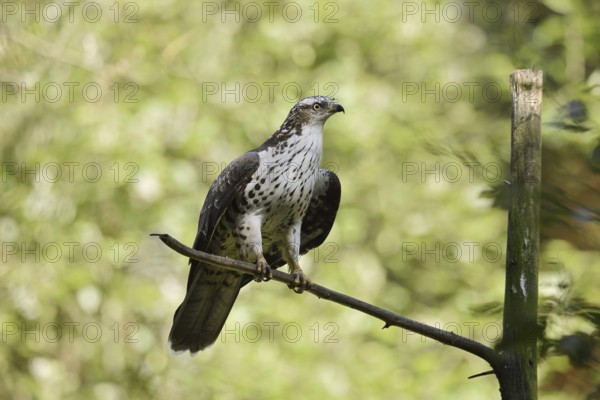 Honey buzzard (Pernis apivorus), Bavaria, Germany