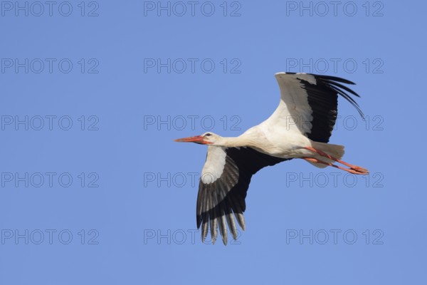White stork (Ciconia ciconia), flying, Algarve, Portugal