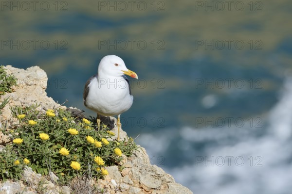 Mediterranean gull (Larus michahellis) standing on a rock with a flowering coastal beach star or golden taler (Pallenis maritima, Asteriscus maritimus), Algarve, Portugal