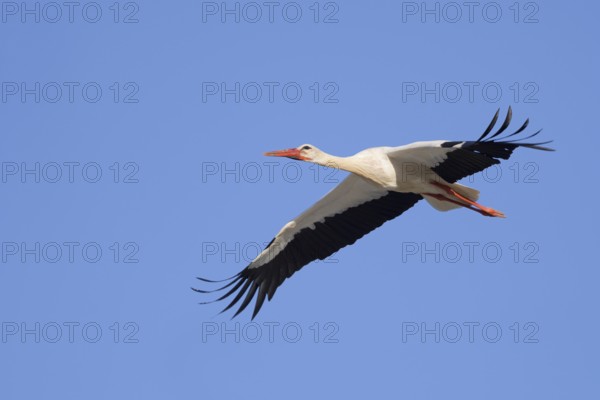 White stork (Ciconia ciconia), flying, Algarve, Portugal