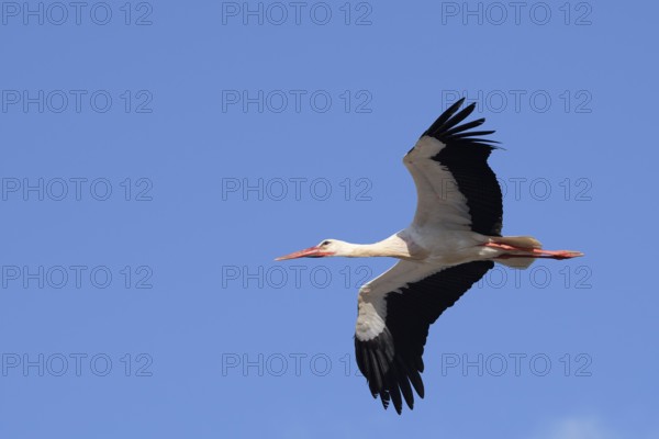 White stork (Ciconia ciconia), flying, Algarve, Portugal
