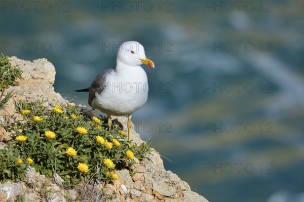 Mediterranean gull (Larus michahellis) standing on a rock with a flowering coastal beach star or golden taler (Pallenis maritima, Asteriscus maritimus), Algarve, Portugal