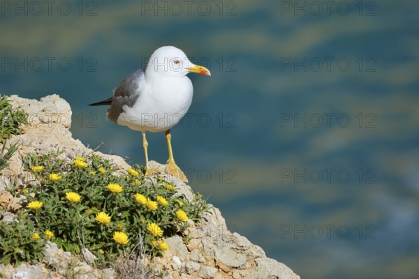 Mediterranean gull (Larus michahellis) standing on a rock with a flowering coastal beach star or golden taler (Pallenis maritima, Asteriscus maritimus), Algarve, Portugal