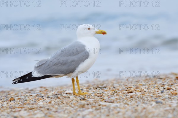 Mediterranean gull (Larus michahellis) on the beach, Algarve, Portugal