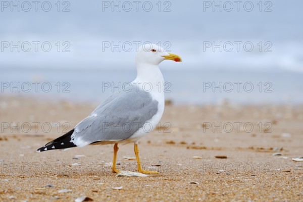 Mediterranean gull (Larus michahellis) on the beach, Algarve, Portugal