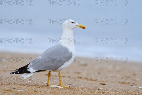 Mediterranean gull (Larus michahellis) on the beach, Algarve, Portugal