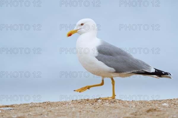 Mediterranean gull (Larus michahellis) on the beach, Algarve, Portugal