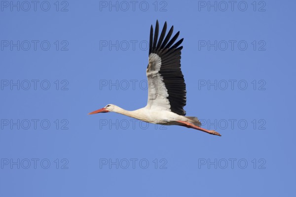 White stork (Ciconia ciconia), flying, Algarve, Portugal
