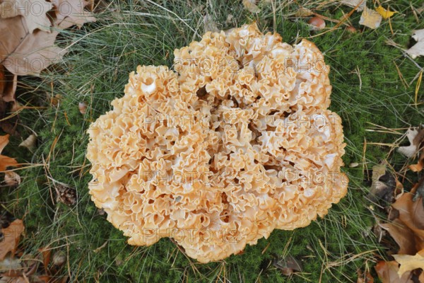 Wood Cauliflower fungus or fat hen (Wood Cauliflower crispa) in autumn, Gelderland, Netherlands