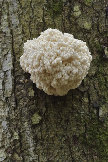 Fir spiny beard (Hericium flagellum) on the trunk of a spruce (Picea), Bavarian Forest National Park, Bavaria, Germany