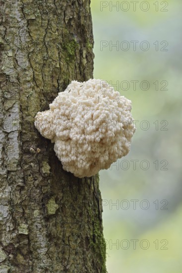 Fir spiny beard (Hericium flagellum) on the trunk of a spruce (Picea), Bavarian Forest National Park, Bavaria, Germany
