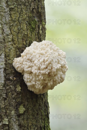 Fir spiny beard (Hericium flagellum) on the trunk of a spruce (Picea), Bavarian Forest National Park, Bavaria, Germany