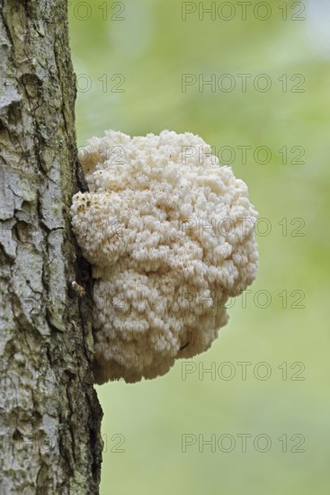 Fir spiny beard (Hericium flagellum) on the trunk of a spruce (Picea), Bavarian Forest National Park, Bavaria, Germany