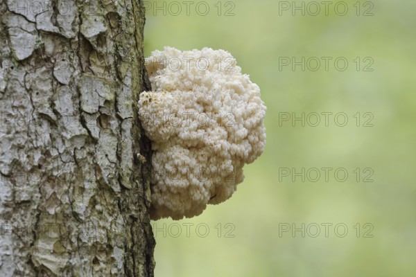 Fir spiny beard (Hericium flagellum) on the trunk of a spruce (Picea), Bavarian Forest National Park, Bavaria, Germany