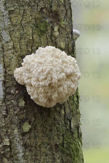 Fir spiny beard (Hericium flagellum) on the trunk of a spruce (Picea), Bavarian Forest National Park, Bavaria, Germany