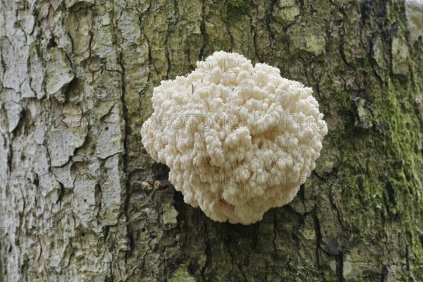 Fir spiny beard (Hericium flagellum) on the trunk of a spruce (Picea), Bavarian Forest National Park, Bavaria, Germany
