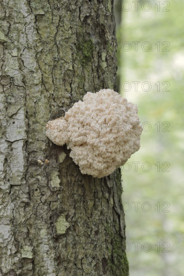 Fir spiny beard (Hericium flagellum) on the trunk of a spruce (Picea), Bavarian Forest National Park, Bavaria, Germany