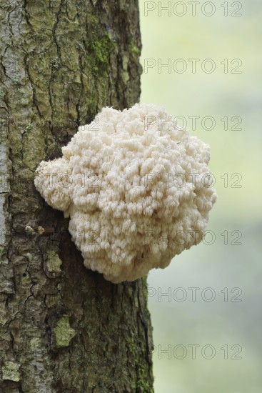 Fir spiny beard (Hericium flagellum) on the trunk of a spruce (Picea), Bavarian Forest National Park, Bavaria, Germany