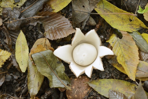 Ruffed earth star (Geastrum triplex) and autumn leaves, North Rhine-Westphalia, Germany