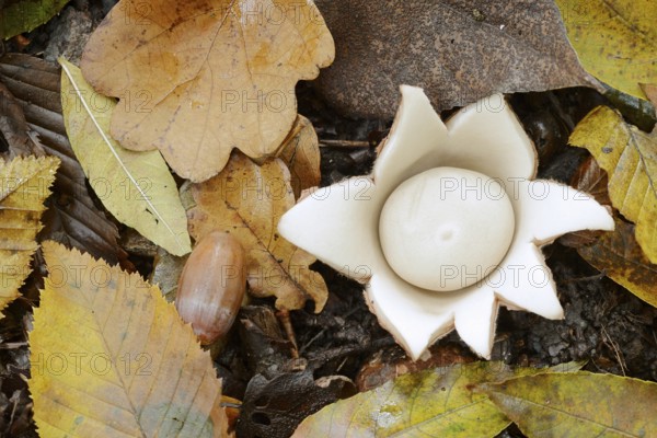 Ruffed earth star (Geastrum triplex) and autumn leaves, North Rhine-Westphalia, Germany