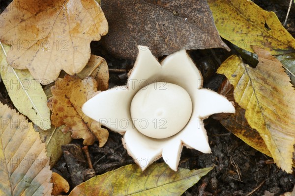 Ruffed earth star (Geastrum triplex) and autumn leaves, North Rhine-Westphalia, Germany