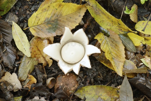 Ruffed earth star (Geastrum triplex) and autumn leaves, North Rhine-Westphalia, Germany