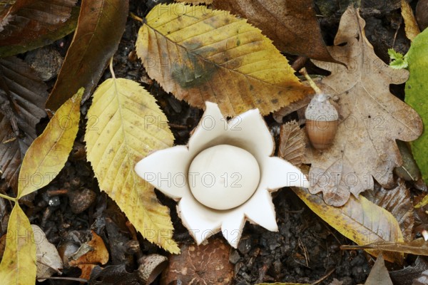 Ruffed earth star (Geastrum triplex) and autumn leaves, North Rhine-Westphalia, Germany