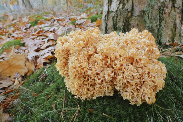 Wood Cauliflower fungus or fat hen (Wood Cauliflower crispa) in autumn, Gelderland, Netherlands