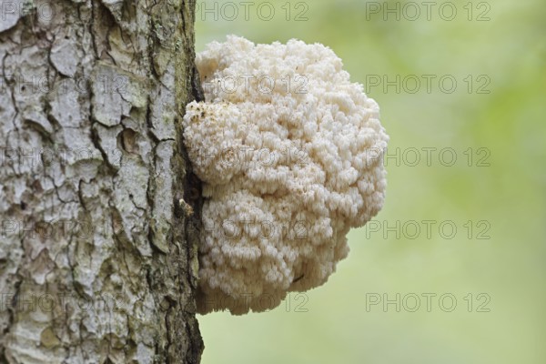 Fir spiny beard (Hericium flagellum) on the trunk of a spruce (Picea), Bavarian Forest National Park, Bavaria, Germany