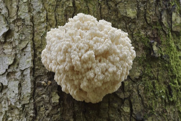 Fir spiny beard (Hericium flagellum) on the trunk of a spruce (Picea), Bavarian Forest National Park, Bavaria, Germany
