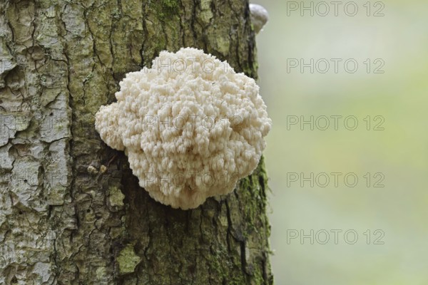 Fir spiny beard (Hericium flagellum) on the trunk of a spruce (Picea), Bavarian Forest National Park, Bavaria, Germany