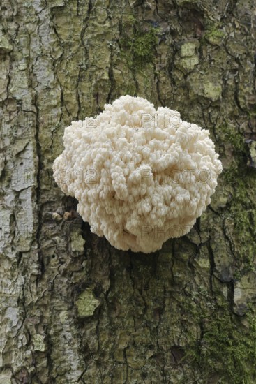 Fir spiny beard (Hericium flagellum) on the trunk of a spruce (Picea), Bavarian Forest National Park, Bavaria, Germany