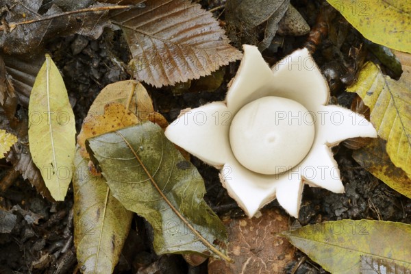 Ruffed earth star (Geastrum triplex) and autumn leaves, North Rhine-Westphalia, Germany