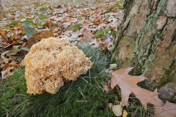 Wood Cauliflower fungus or fat hen (Wood Cauliflower crispa) in autumn, Gelderland, Netherlands