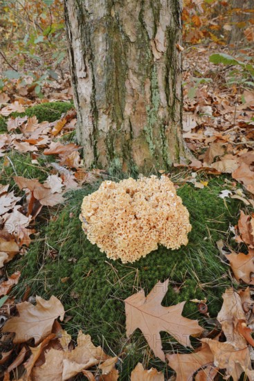 Wood Cauliflower fungus or fat hen (Wood Cauliflower crispa) in autumn, Gelderland, Netherlands