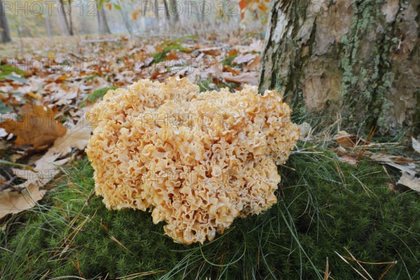 Wood Cauliflower fungus or fat hen (Wood Cauliflower crispa) in autumn, Gelderland, Netherlands