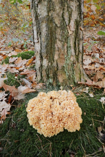 Wood Cauliflower fungus or fat hen (Wood Cauliflower crispa) in autumn, Gelderland, Netherlands