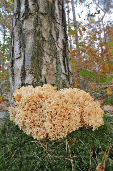 Wood Cauliflower fungus or fat hen (Wood Cauliflower crispa) in autumn, Gelderland, Netherlands