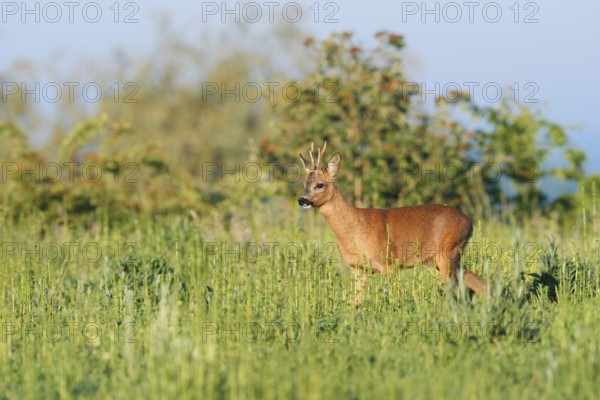European roe deer (Capreolus capreolus), roebuck in a meadow in spring, North Rhine-Westphalia, Germany