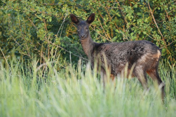 European roe deer (Capreolus capreolus), black doe, Lower Saxony, Germany